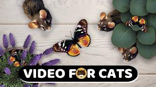 CAT GAMES - Mice Butterflies Ants Strings. Videos for Cats to Watch  CAT & DOG TV  1 Hour.