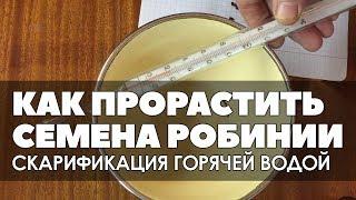  Как прорастить семена белой акации. Скарификация горячей водой.