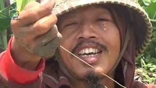 Mancing Belut Pake Bawang Putih Hasilnya Dapat Belut Besar