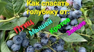 Как спасать голубику от ПТИЦ КРОТОВ ЗАЙЦЕВ муравьёв мышей хрущей...