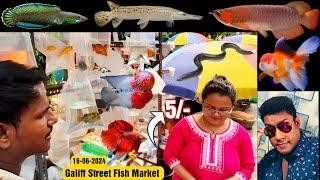 Recent Aquarium Fish Price Update  Galiff street Fish Market  Galiff Street new video 16-06-2024