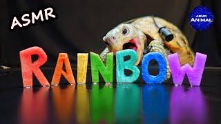 ASMR EATING RAINBOW FOOD MUKBANG  Turtle Tortoise 159