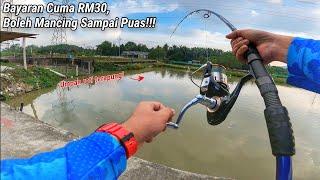 Cuma Bayar RM30 Boleh Mancing di Kolam Ikan Patin Sampai Puas