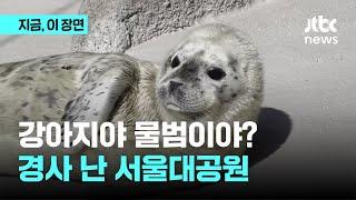 강아지야 물범이야? 경사 난 서울대공원｜지금 이 장면