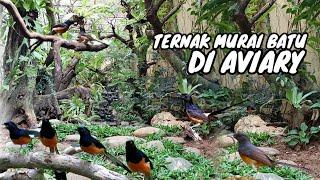 TERNAK MURAI BATU DI AVIARY MINI  Episode 54