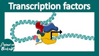 Transcription factors  general transcription factors  transcription factor networks  Molbio