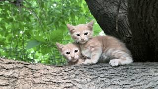 Mother cat persuades her kittens to climb down from the tree