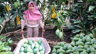 WOW... REJEKI NOMPLOK PANEN MANGGA SEPUASNYA SAMPING RUMAH