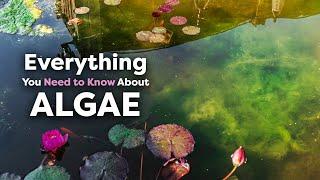 A Complete Guide to Algae & Blanket Weed in Ponds Causes Removal & Prevention