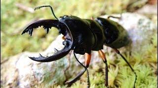 Odontolabis imperialis imperialis - Stag Beetle  Hirschkäfer