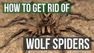 How to Get Rid of Wolf Spiders 4 Easy Steps