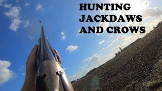 Hunting - Jackdaws and Crows