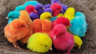 Menangkap ayam lucu ayam warna warni ayam rainbow bebek angsa ikan hias ikan cupang Kelinci