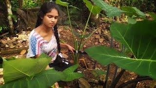 Taro leaves curry Recipe Thakshila village Life