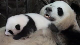 ¿Cómo madre panda gigante deja dormir a su bebé?CCTV Español