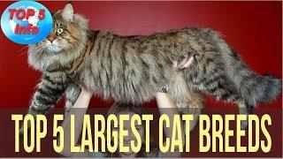 Top 5 Largest Cat Breeds in the world That Actually Exist