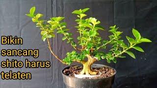 Bonsai sancang shito proses merapatkan perantingan