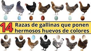 14 razas de gallinas que ponen hermosos huevos de colores