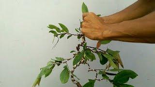 Tạo dáng uốn định hình  cho cây mai vàng bonsai mini để bàn trà