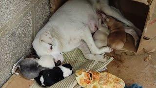 Birth of a dog - Puppies suckle their mother - A dog abandoned from home gave birth to small puppies