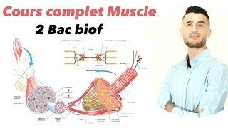 Cours complet Muscle 2 Bac