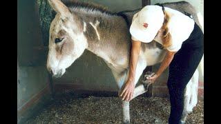 LTR Training Tip #1 Training Donkeys