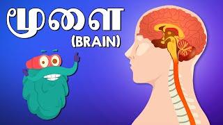 மூளை எவ்வாறு செயல்படுகிறது ?  How Brain Works?  Dr. Binocs Tamil  Best Educational Videos