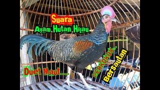 MOMEN JAGO AYAM HUTAN BERKOKOK BERSAUTAN  SUARA AYAM HUTAN HIJAU BERSAUTAN