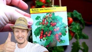 Balkontomaten Red Robin aussäen  Einfache Anleitung