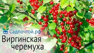 Черемуха виргинская - крупные ягоды значительно более  вкусные чем у обычной черемухи