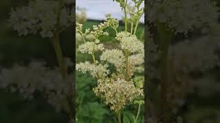 #nature #naturelover #flowers #wildflowers #countrysidelife #shortvideo #viral #viralvideo 