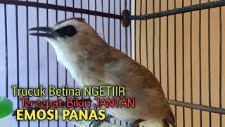 Trucuk BETINA Memanggil Jantan Cuk Cuk TAJAM EMOSI BIRAHI Pancingan Trucukan Gacor SUKA DIAM & MACET