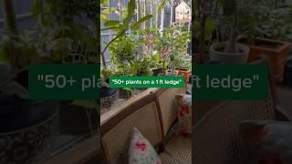 50+ plants on a 1ft. ledge #shorts #plants #gardenup #houseplants