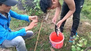 Catching fish by trap  Fishing of villager in farm  How to fishing in the farmming