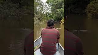 Cruising down a jungle river deep in the Amazon #shorts #expedition #jungleriver