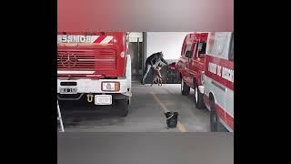 BOMBEROS VOLUNTARIO DE NAVARRO....