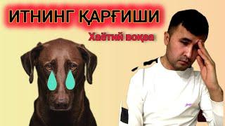 ↘️ ИТНИНГ ҚАРҒИШИ хаётий воқеа           the curse of the dog life stories #valijontv