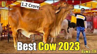 Biggest Cow Mandi 2023  Dumb Stories