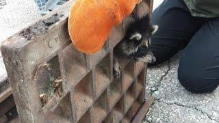 Watch Rescue of Adorable Baby Raccoon Who Got His Head Stuck