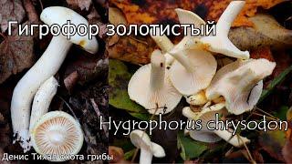 Гигрофор золотистый  Hygrophorus chrysodon