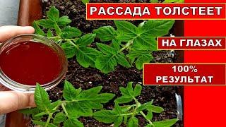 РАССАДА ТОЛСТЕЕТ НА ГЛАЗАХ ОРГАНИЧЕСКАЯ ПОДКОРМКА РАССАДЫ ТОМАТОВ. Удобрение из Луковой Шелухи