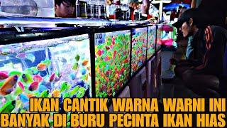 IKAN INI BANYAK DI BURU PECINTA IKAN HIAS  UPDATE HARGA IKAN GLOFISH DI JATINEGARA TERBARU