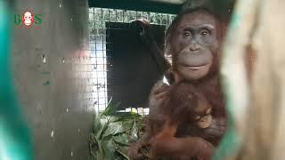 Vier neue Wilde Eine ganz besondere Auswilderung  BOS  orangutan.de