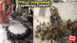 Tikus Disembah Banyak Orang? Inilah Kuil dan Tempat Ibadah Paling Tidak Biasa di Dunia