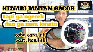 SERING TERJADI KENARI JANTAN GACOR TAPI GA MAU NGEREK DAN KAWIN ternak kenari cara 05