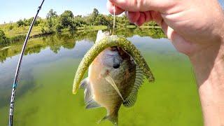 Sight Fishing Clear Water Summer Time Bass
