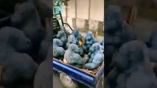 Transporting gorillas with a truck of laughing bombs