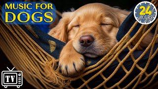 24 Hours of Calming Music for Dogs with Anxiety Soothing Lullabies for Anxious and Stressed Dogs