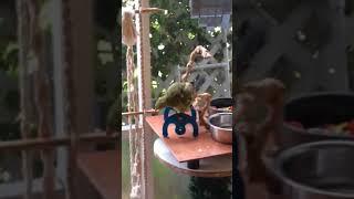 Australian rock Peppler Parrot takes a bath