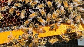 arılara bayramdan bayrama bakıyorum demiştim  #arıcılık #aricilik #beekeeper